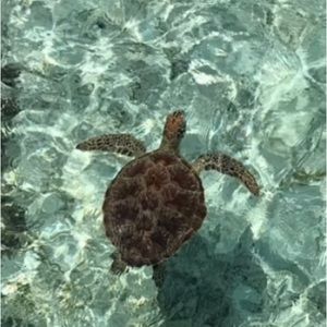 Meet your Posher, Victoria